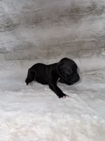 Black Girl 2, a female Boxer for sale in Dinwiddie, VA – 3 of 10