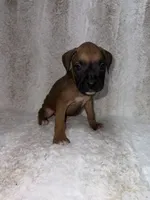 Fawn Male 1, a male Boxer for sale in Dinwiddie, VA – 2 of 10