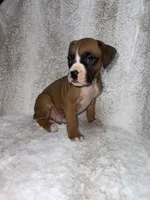 Flashy Fawn Male, a male Boxer for sale in Dinwiddie, VA – 7 of 10