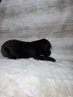 Black Male , a male Boxer for sale in Dinwiddie, VA – 3 of 10