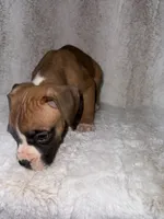 Flashy Fawn Male, a male Boxer for sale in Dinwiddie, VA – 4 of 10