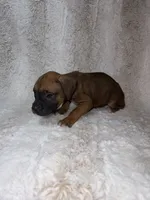 Fawn Male 2, a male Boxer for sale in Dinwiddie, VA – 8 of 10