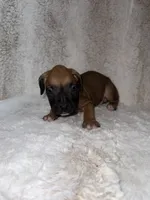 Fawn Male 2, a male Boxer for sale in Dinwiddie, VA – 4 of 10