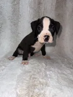 Flashy Black Female , a female Boxer for sale in Dinwiddie, VA – 2 of 10