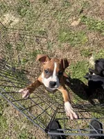 Flashy Fawn Female, a female Boxer for sale in Dinwiddie, VA – Photo 8 of 10