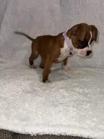 Flashy Fawn Female, a female Boxer for sale in Dinwiddie, VA – Photo 3 of 10