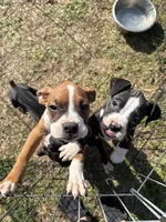 Flashy Fawn Female, a female Boxer for sale in Dinwiddie, VA – Photo 5 of 10
