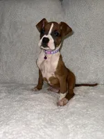 Flashy Fawn Female, a female Boxer for sale in Dinwiddie, VA – Photo 4 of 10