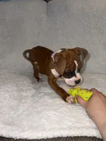 Flashy Fawn Female, a female Boxer for sale in Dinwiddie, VA – Photo 2 of 10