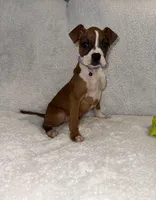 Flashy Fawn Female, a female Boxer for sale in Dinwiddie, VA – Photo 1 of 10