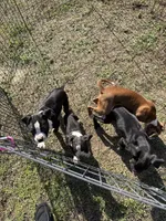 Flashy Fawn Female, a female Boxer for sale in Dinwiddie, VA – Photo 9 of 10