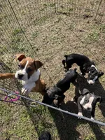 Flashy Fawn Female, a female Boxer for sale in Dinwiddie, VA – Photo 10 of 10