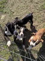 Flashy Sealed Runt Girl, a female Boxer for sale in Dinwiddie, VA – Photo 4 of 8