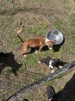 Flashy Sealed Runt Girl, a female Boxer for sale in Dinwiddie, VA – Photo 8 of 8