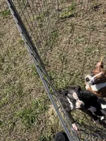 Flashy Sealed Runt Girl, a female Boxer for sale in Dinwiddie, VA – Photo 7 of 8