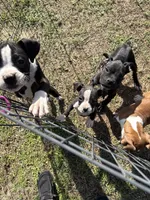 Flashy Sealed Runt Girl, a female Boxer for sale in Dinwiddie, VA – Photo 5 of 8