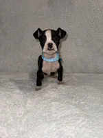 Flashy Sealed Runt Girl, a female Boxer for sale in Dinwiddie, VA – Photo 1 of 8