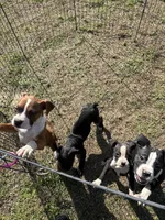 Flashy Sealed Runt Girl, a female Boxer for sale in Dinwiddie, VA – Photo 6 of 8