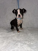 Flashy Sealed Runt Girl, a female Boxer for sale in Dinwiddie, VA – Photo 2 of 8
