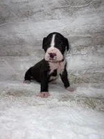Flashy Black Female , a female Boxer for sale in Dinwiddie, VA – 3 of 10