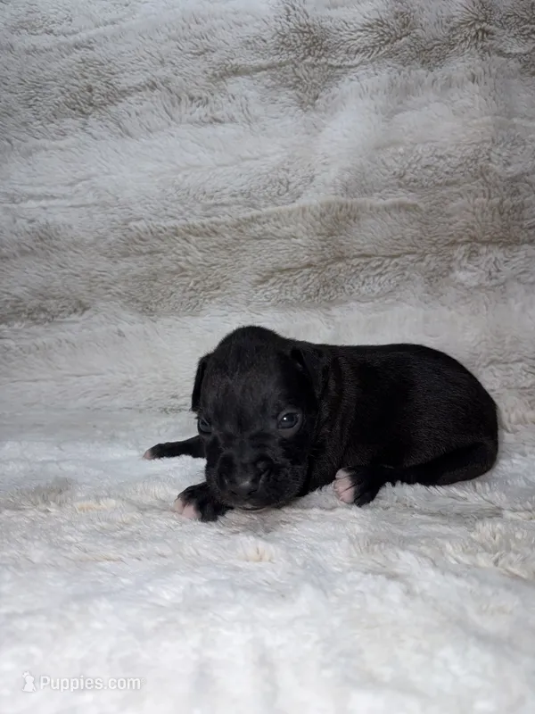 Black Male  – Boxer puppy for sale in Dinwiddie, VA
