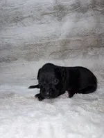Black Male , a male Boxer for sale in Dinwiddie, VA – 1 of 10