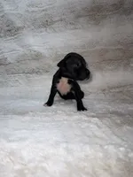 Black Girl 2, a female Boxer for sale in Dinwiddie, VA – 2 of 10