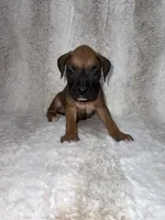 Fawn Male 1, a male Boxer for sale in Dinwiddie, VA – 3 of 10