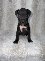 Black Male , a male Boxer for sale in Dinwiddie, VA – 9 of 10