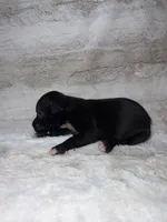 Black Male , a male Boxer for sale in Dinwiddie, VA – 7 of 10