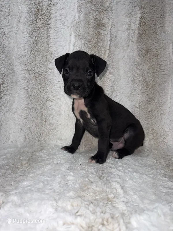 Black Male  – Boxer puppy for sale in Dinwiddie, VA