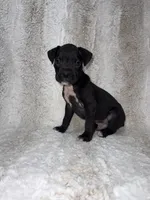 Black Male , a male Boxer for sale in Dinwiddie, VA – 1 of 10