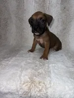 Fawn Male 2, a male Boxer for sale in Dinwiddie, VA – 7 of 10