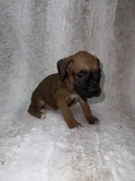 Fawn Male 2, a male Boxer for sale in Dinwiddie, VA – 6 of 10