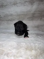 Black Male , a male Boxer for sale in Dinwiddie, VA – 6 of 10
