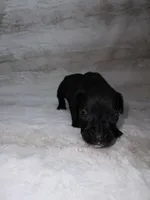 Black Female 1, a female Boxer for sale in Dinwiddie, VA – 8 of 10