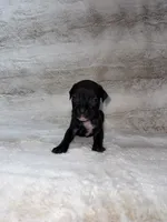 Black Female 1, a female Boxer for sale in Dinwiddie, VA – 2 of 10