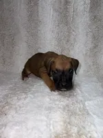 Fawn Male 1, a male Boxer for sale in Dinwiddie, VA – 4 of 10