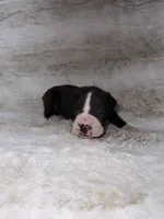 Flashy Black Female , a female Boxer for sale in Dinwiddie, VA – 10 of 10
