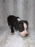 Flashy Black Male, a male Boxer for sale in Dinwiddie, VA – 9 of 10