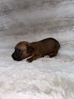 Fawn Female , a female Boxer for sale in Dinwiddie, VA – 9 of 10