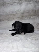 Black Male , a male Boxer for sale in Dinwiddie, VA – 2 of 10