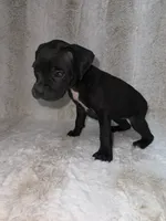 Black Female 1, a female Boxer for sale in Dinwiddie, VA – 7 of 10
