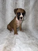 Flashy Fawn Male, a male Boxer for sale in Dinwiddie, VA – 1 of 10