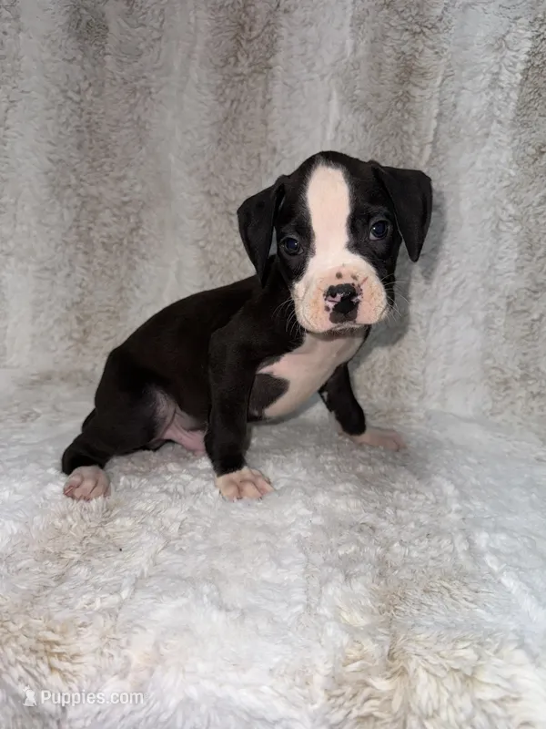 Flashy Black Female  – Boxer puppy for sale in Dinwiddie, VA