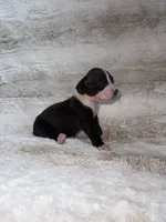 Flashy Black Female , a female Boxer for sale in Dinwiddie, VA – 8 of 10