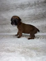 Fawn Female , a female Boxer for sale in Dinwiddie, VA – 5 of 10