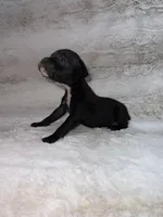 Black Female 1, a female Boxer for sale in Dinwiddie, VA – 7 of 10