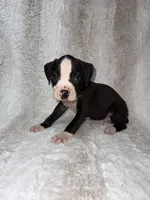 Flashy Black Male, a male Boxer for sale in Dinwiddie, VA – 4 of 10