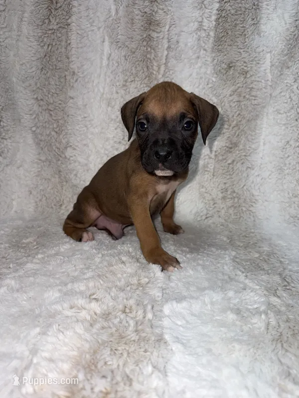 Fawn Male 1 – Boxer puppy for sale in Dinwiddie, VA